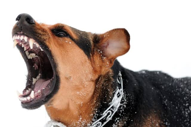 Angry dog with bare teeth shown.