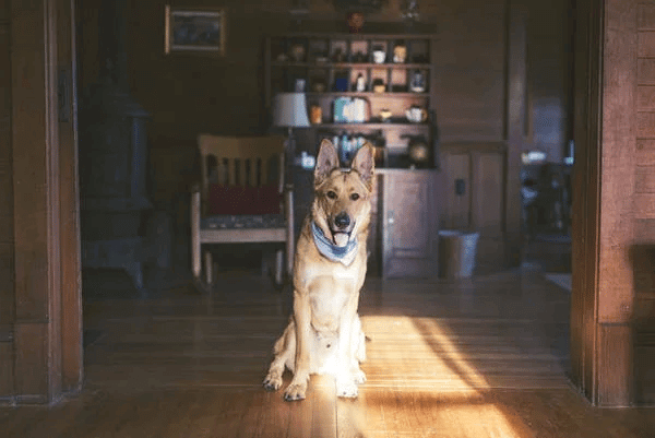 Dog Standing in Pennsylvania Home