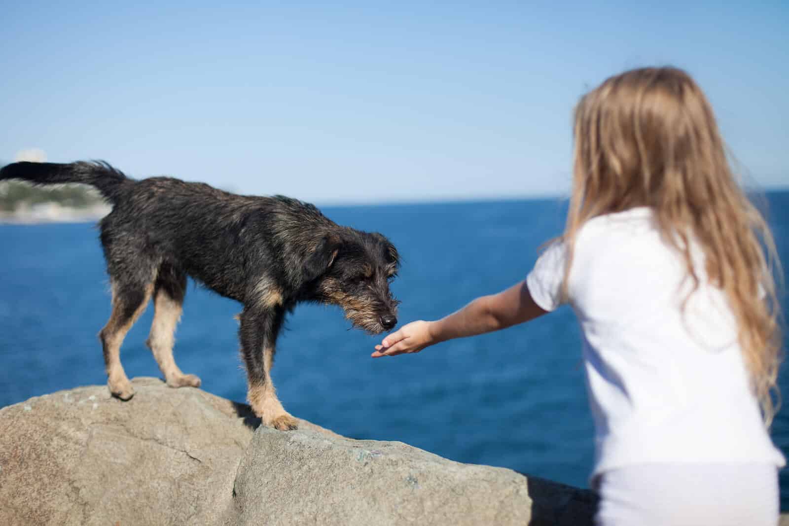 girl reaching out her hand to dog on a walk near water