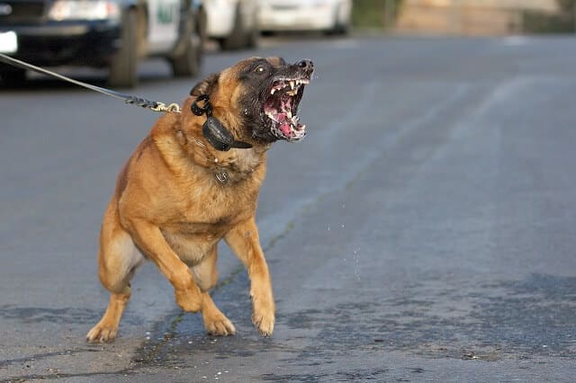 aggressive dog