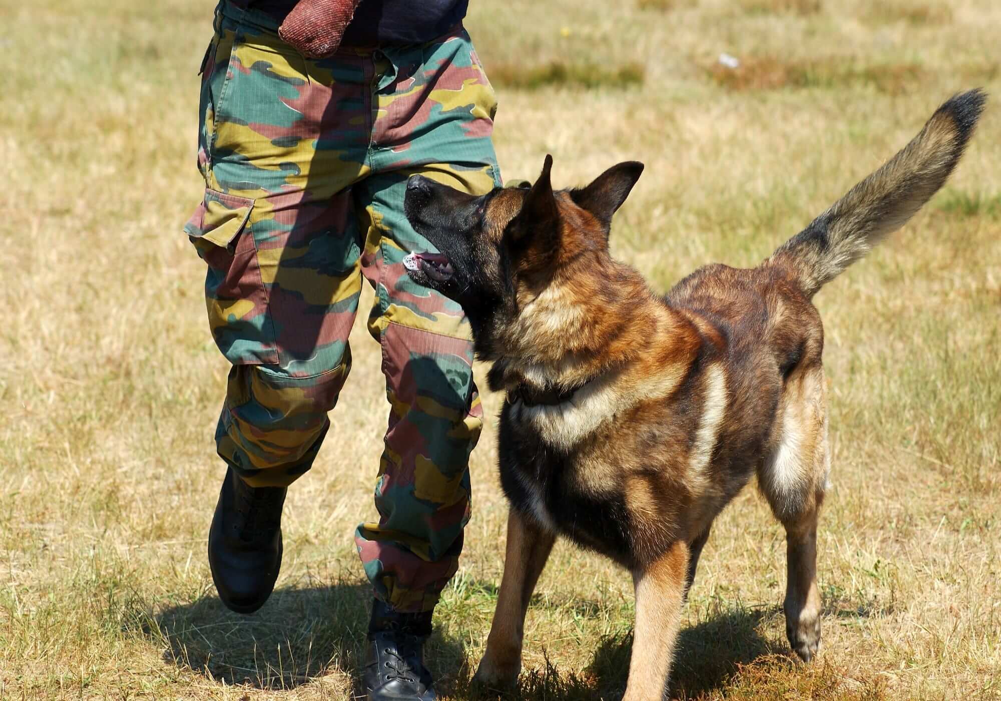 person with camouflage pants and dog running