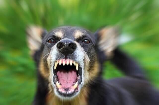 An angry dog showing it's teeth.