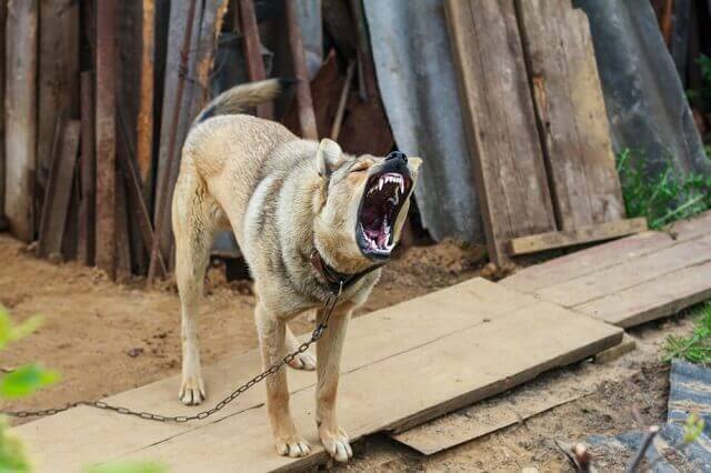 Angry dog on a leash.