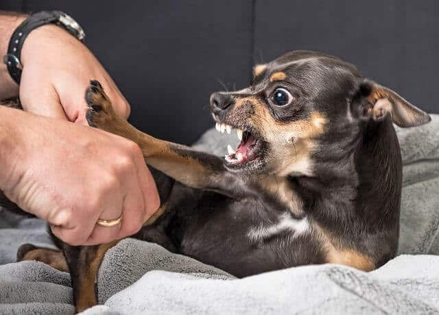Insurance in Dog Bite Injury
