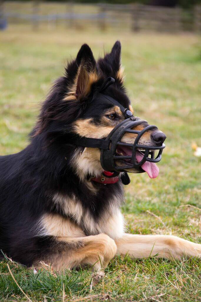 dog bite attorney dog with muzzle
